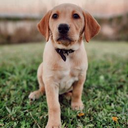 Scorpia - Black Collar - Yellow female Labrador Retriever puppy in Cocoa, Florida from Harrison's Lakeside Labradors LLC