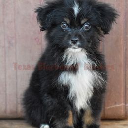 Australian Shepherd and Miniature Australian Shepherd Puppies from Texas Bluebonnet Herders