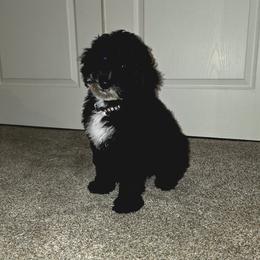 Buzz - Black male Goldendoodle puppy in Peoria,  Az, Arizona from Not Just "Golden" Doodles
