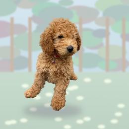 Fezzik - Apricot female Goldendoodle puppy in Dawsonville, Georgia from As You Wish Doodles