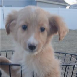 Minnie - Cream female Goldendoodle puppy in Pleasant Hill, Iowa from Courtney Nicole's Mal Shihs & Goldendoodles