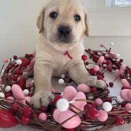 Miss Rose aka Belle - Yellow female Labrador Retriever puppy in Canton, Georgia from Dukes Retirevers