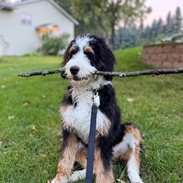 Bernedoodle All Grown Up from The Great Puppy Patch