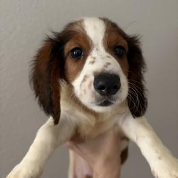 Loki - Piebald male Dachshund puppy in Conroe, Texas from R&M Dachshunds