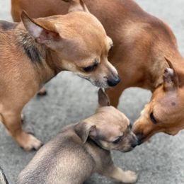 Companion Crosses from Jaybee’s : CLT Mini - Chiweenie’s