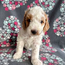 Miss Yellow - Parti female Goldendoodle puppy in Lowville, New York from Valley View Doodles