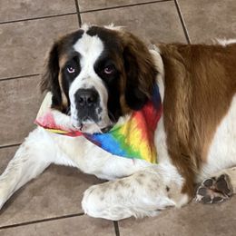 Pomeranians and Saint Bernards from Rashell's Puppies