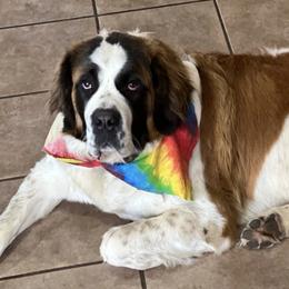 Pomeranians and Saint Bernards from Rashell's Puppies