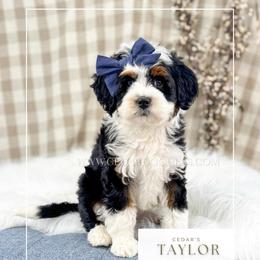 T a y l o r - Tri-color female Bernedoodle puppy in Cedar City, Utah from Cedar Doodles- Home of the Teddybear Goldendoodle