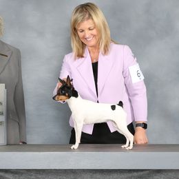 Anna - Toy Fox Terrier