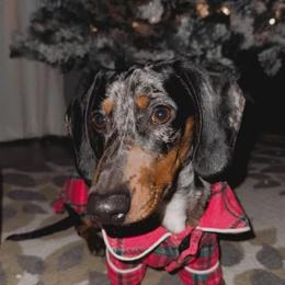 Dachshund All Grown Up from Oakleys Dachshund Haven