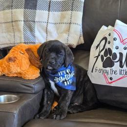 ATLAS - (Light Blue Collar Brindle Boy) - Brindle male Mastiff puppy in Auburn, Kansas from Puppy Paradise:  English Mastiff Puppies & Standard Goldendoodle Puppies