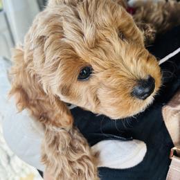 Cavapoo, Cockapoo, Goldendoodle, and Maltipoo Puppies from Perdue Puppies