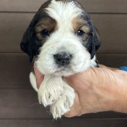 Canary - Liver white and tan female English Springer Spaniel puppy in Robesonia, Pennsylvania from Rogue Mountain Manor