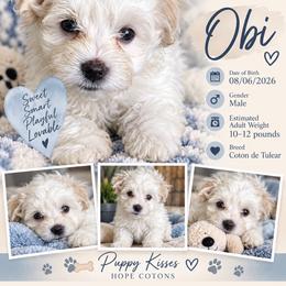 Obi - White male Coton de Tulear puppy in Freeport, Texas from H❤️PE COTONS
