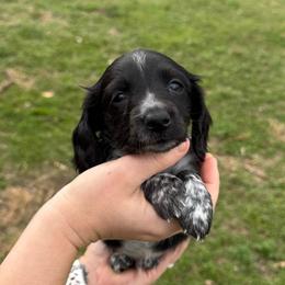 Sam - Piebald male Dachshund puppy in Troup, Texas from East Texas Dachshunds