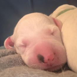 Yellow - White and black male Dalmatian puppy in Palmer, Massachusetts from Delaney's Dalmatians 2