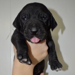 Angel's Envy - Black and white female Great Dane puppy in Chapmansboro, Tennessee from Balthrop Bend Farms
