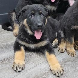 Trixie - Black and tan female German Shepherd puppy in Augusta, West Virginia from Vom Haus Highlands
