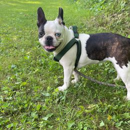 Mimi - Boston Terrier