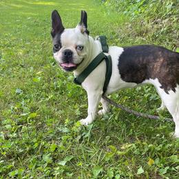 Mimi - Boston Terrier