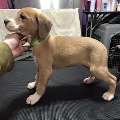 Mountain Cur Puppies from Walnut Ridge Mountain Curs