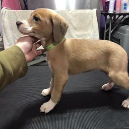 Mountain Cur Puppies from Walnut Ridge Mountain Curs