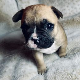 French Bulldog Puppies from Yellowstone Frenchies