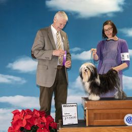 Lowchen All Grown Up from Potrero Lowchen