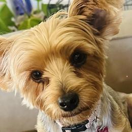 Yorkshire Terriers from Erika Ruiz