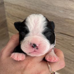 Ember - Black and white female Boston Terrier puppy in Wheatland, California from 🐾❤️ Stephanie's Boston Terriers ❤️🐾