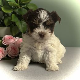 Madison - Chocolate tan and white female Biewer Terrier puppy in Oklahoma from Rocky Oak Cavaliers & Biewer Terriers LLC