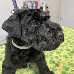 Gray - Black male Kerry Blue Terrier puppy in Ocala, Florida from Hernandez Pups