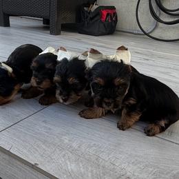Yorkshire Terrier puppies from Yorkiefamily7