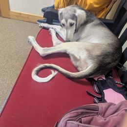 Nighthawk - Silver male Saluki puppy in Grass Valley, California from Sahar Paz Salukis