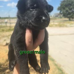 Green male - Black male Belgian Malinois puppy in Chico, Texas from North Texas Working Malinois