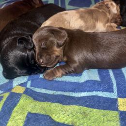 Dachshund Puppies from Doodle Bugs Doxies