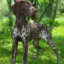 Jack - Liver and white male German Shorthaired Pointer puppy in Milford, Michigan from High Caliber Kennel