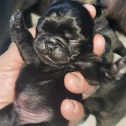 Boy 1 - Black male Pug puppy in Gadsden, Alabama from Carla's Pugs