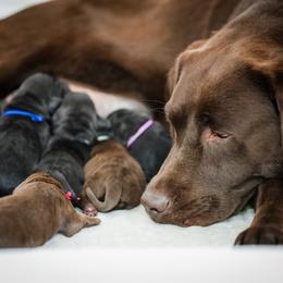 Labrador Retriever Puppies from Mid-Columbia Labradors