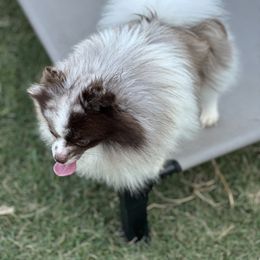 Harvey Dent - Pomeranian