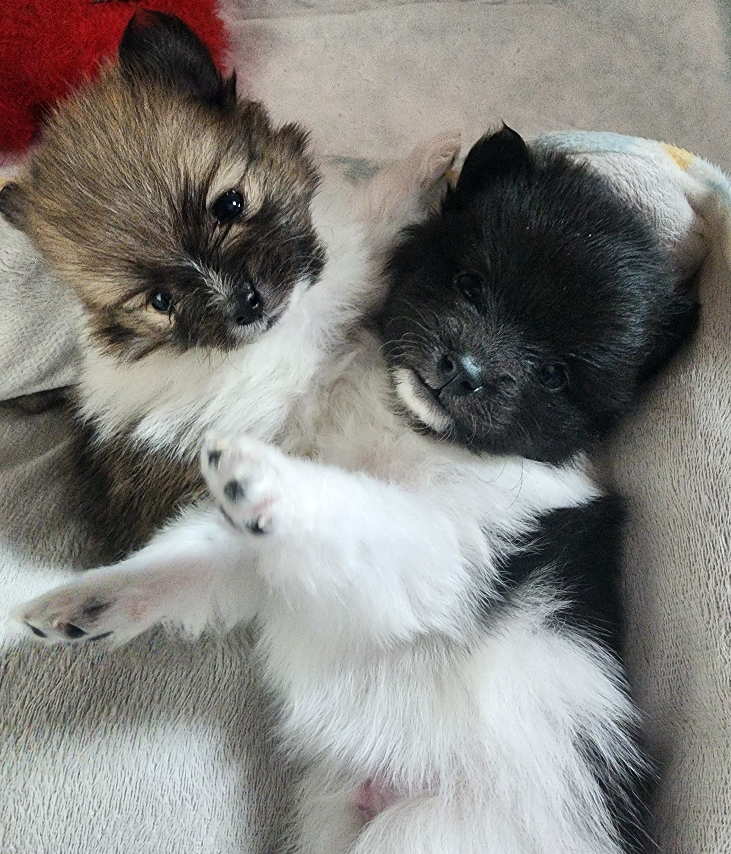 Pomeranian Puppies from Granite State Pomeranians