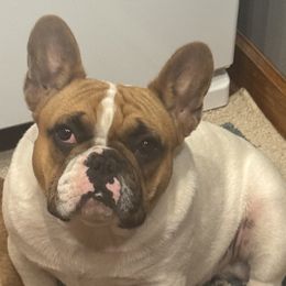 Boomer - French Bulldog