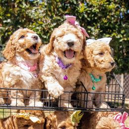 Aussiedoodle and Goldendoodle Puppies from Ever After Doodles Arizona