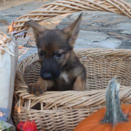 1-4 DDR East German 3-4 WGWL -  2044 - Sable male German Shepherd puppy in Newville Al, Alabama from Triple S DDR German Shepherds