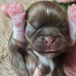 Girl 1 - female Shih Tzu puppy in Roanoke, Virginia from Adeline Joys Shih tzus of Roanoke Virginia