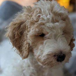Purple Girl - Parti Goldendoodle puppy in Olympia, Washington from Sinclairdoodles