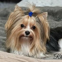 Winston - Yorkshire Terrier
