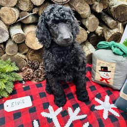 Elvis - Black Poodle puppy in North Carolina from The Silver Collar