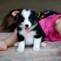 Disco - Black tri female Miniature Australian Shepherd puppy in Prague, Oklahoma from Clay Creek Aussies